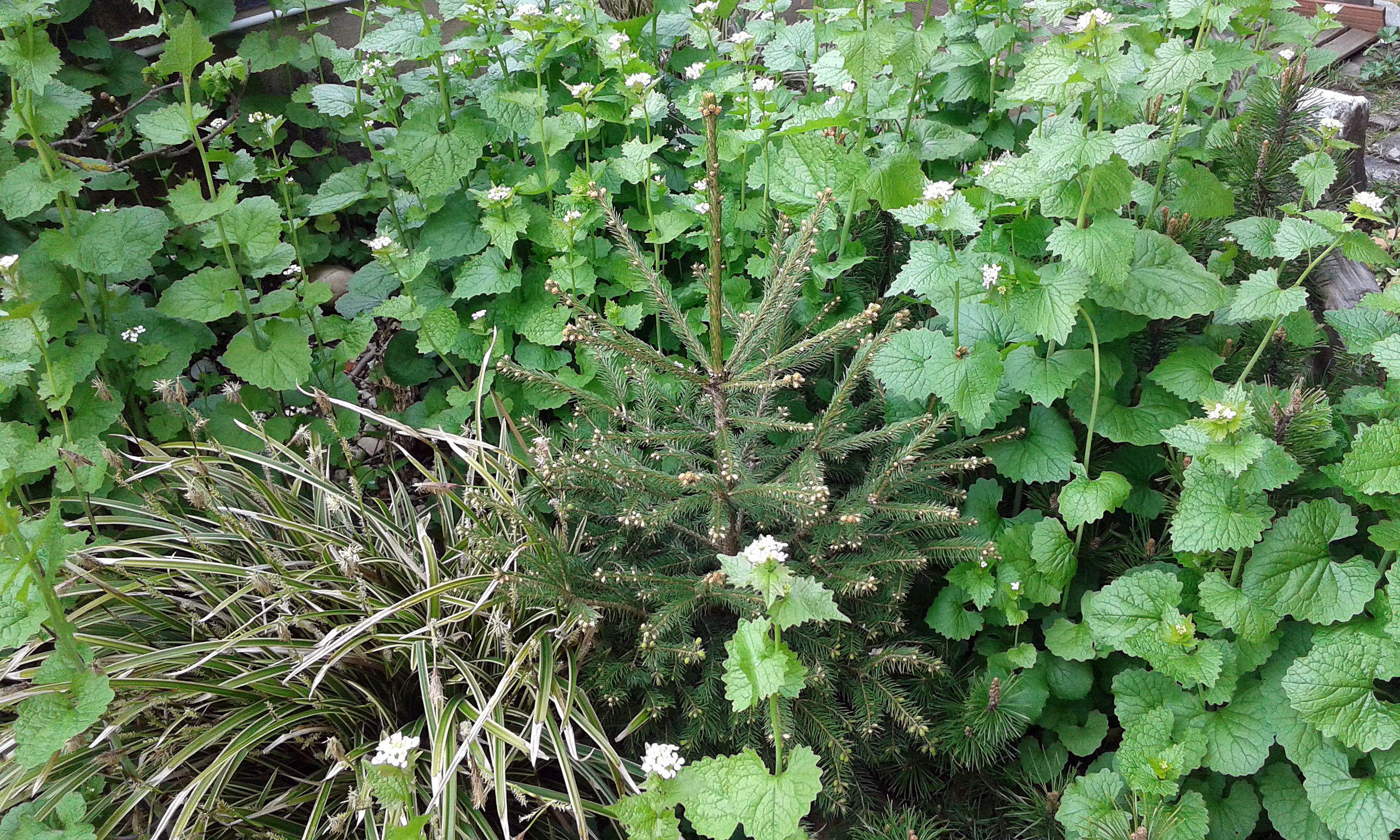 Besondere Gehegepflanzen (19): Knoblauchsrauke