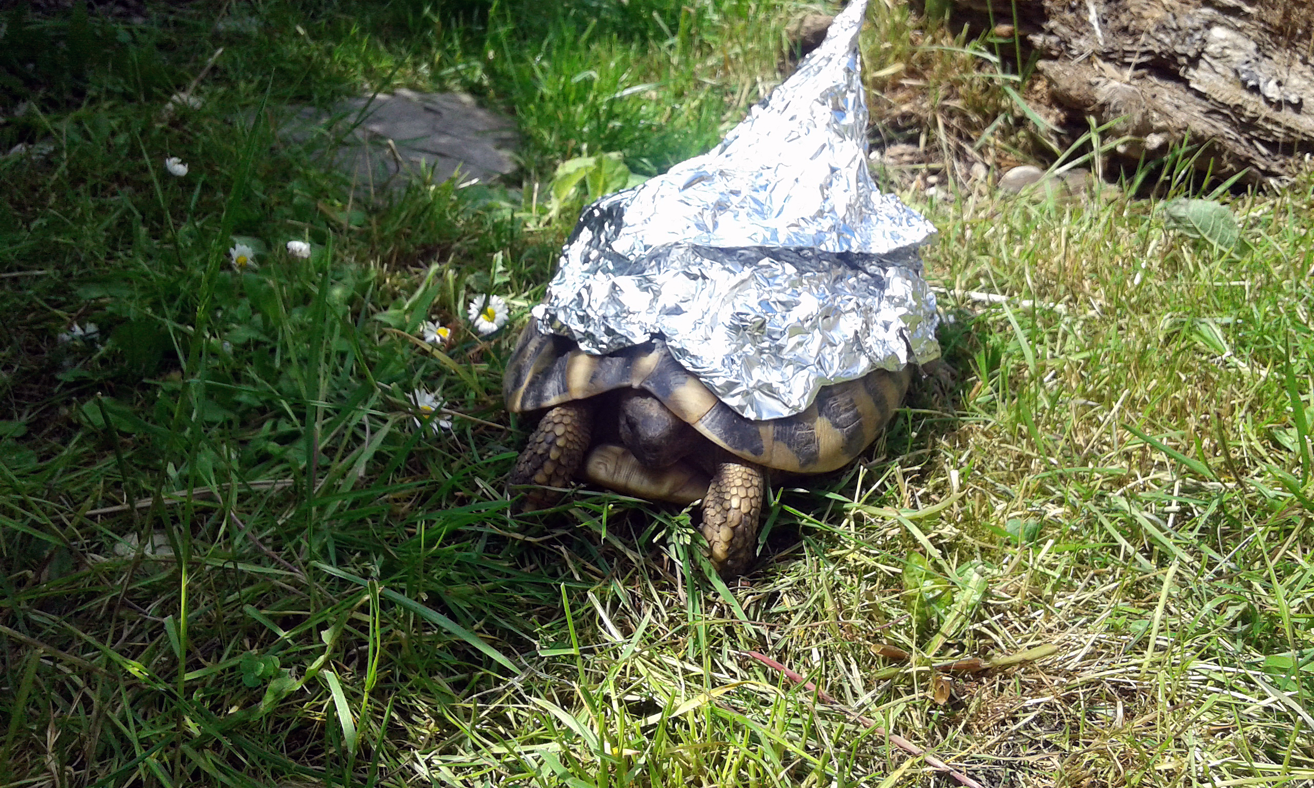 Sicherer Schutz für Schildkröten