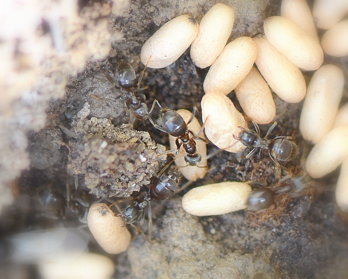 Ameisen im Frühbeet