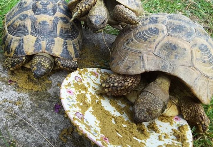 Ein natürliches Entwurmungsmittel für Schildkröten?
