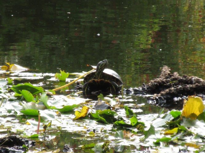 Ein Besuch im Botanischen Garten Berlin-Dahlem
