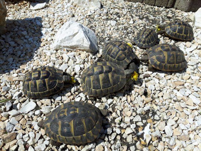 Grundsanierung unseres Schildkrötengeheges