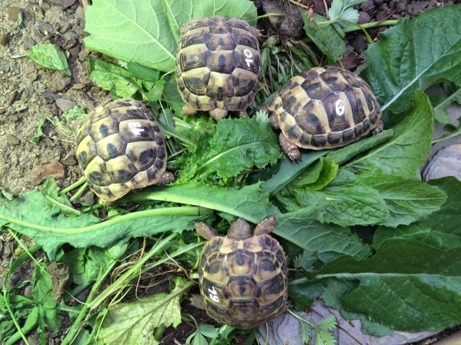 Gestohlene Schildkröten noch immer nicht wieder da.