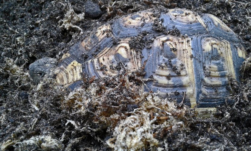 Winterstarre Europäischer Landschildkröten - persönliche Anmerkungen