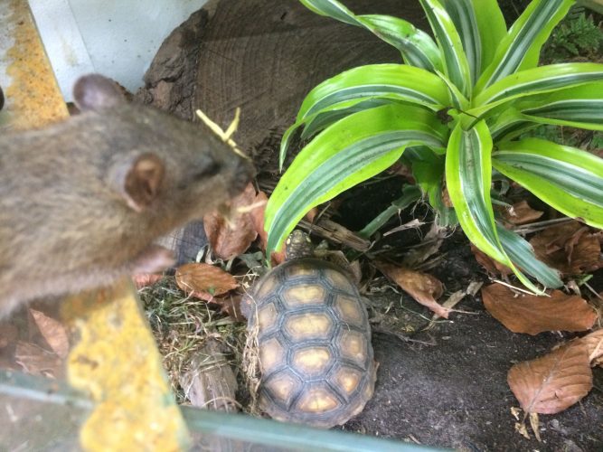 Schädlinge im Schildkrötenhaus - Ralf Czybulinski im Kampf gegen Ratten