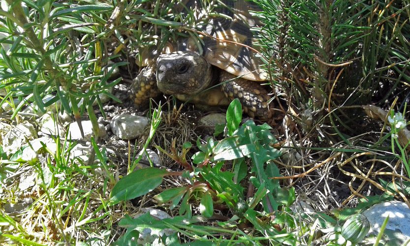 Eine "Waschanlage" für Landschildkröten?