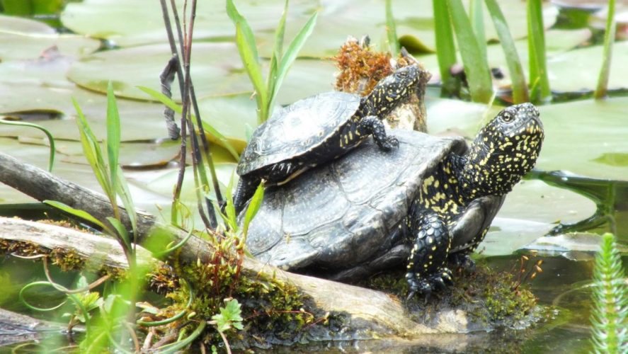 Schlupfzeit = Urlaubszeit, gelegentlich ein Dilemma für Schildkrötenzüchter!