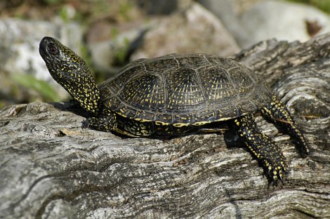 Das Schutzprojekt Europäische Sumpfschildkröten in Brandenburg