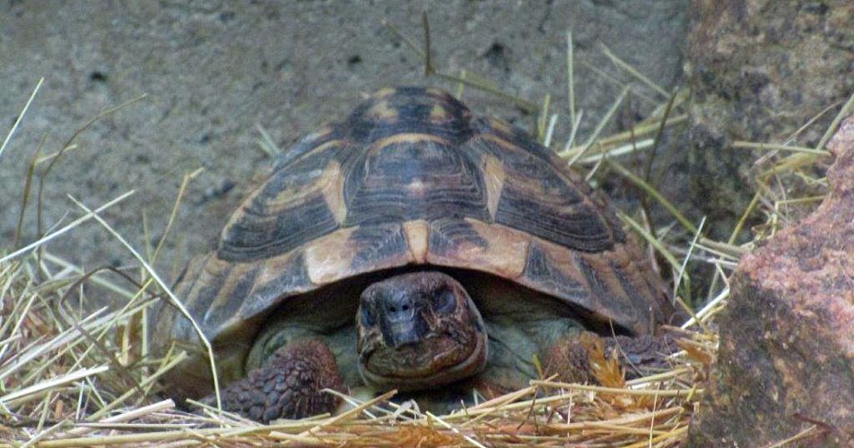Testudo hermanni hermanni – wunderschön, und trotzdem krank