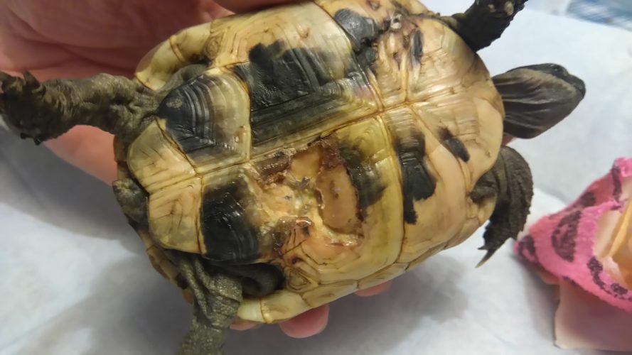 Eine unglaubliche Geschichte oder Schildkröten sind ganz schön zäh.