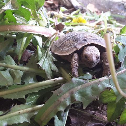 Nachwuchs bei den Spaltenschildkröten