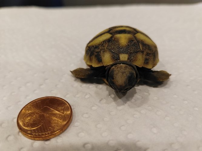 Der Wert einer Griechischen Landschildkröte  - eine Antwort