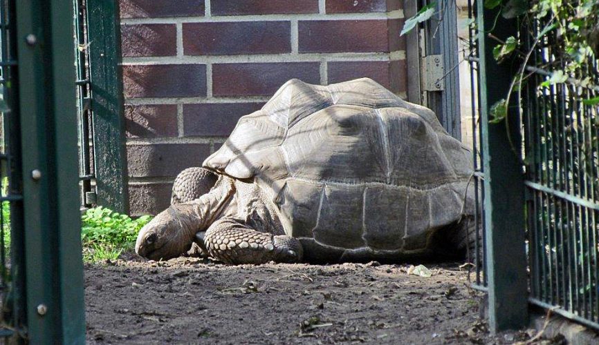 Bei den Schildkröten im Tierpark Berlin - Teil 1