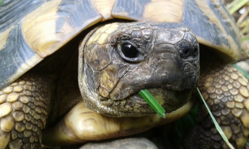 Programm der Jahrestagung der DGHT-AG Schildkröten 2020
