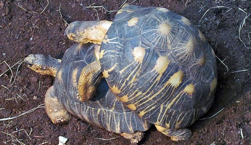 Bei den Schildkröten im Tierpark Berlin - Teil 2