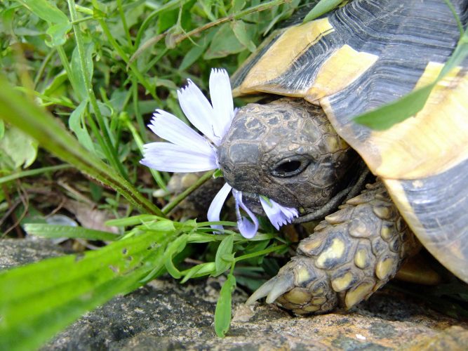 Rückblicke (#8): Allerlei über Futterpflanzen