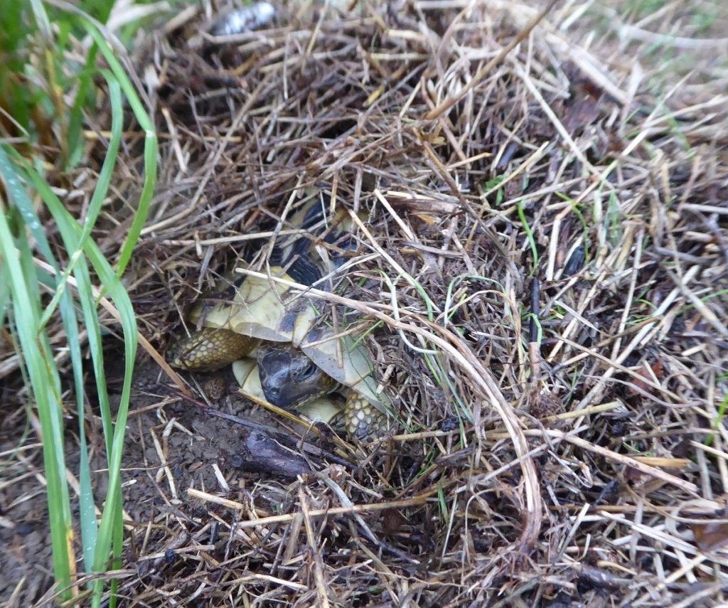 T.hermanni boettgeri im natürlichen Lebensraum (Bulgarische Schwarzmeerküste) im Oktober