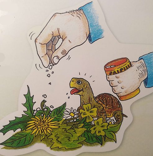 Was Speedy zu erzählen hat - Das Erkundungsbuch Griechische Landschildkröten