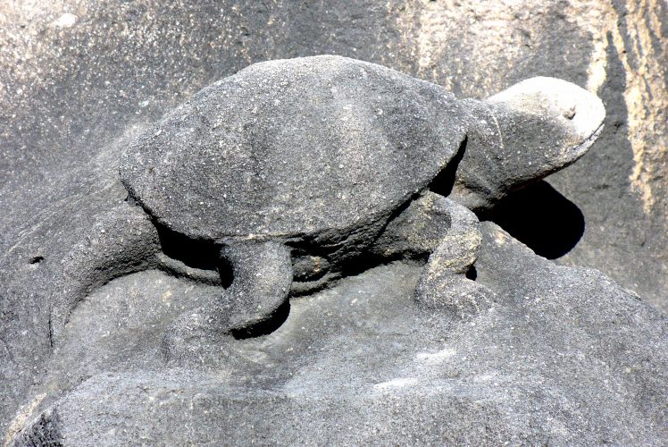 Auf Schildkrötensafari mit Elke Wallrapp (Folge 75)