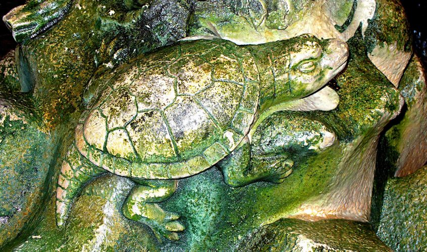 Auf Schildkrötensafari mit Elke Wallrapp (Folge 76)