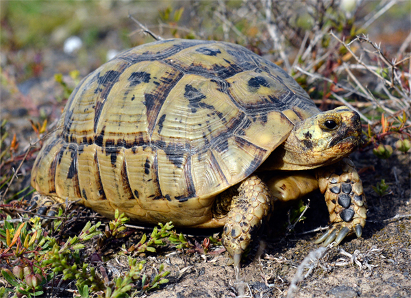 Überwintern zwischen der „Schwarzen Schildkröte“ in Südspanien (Teil 1)