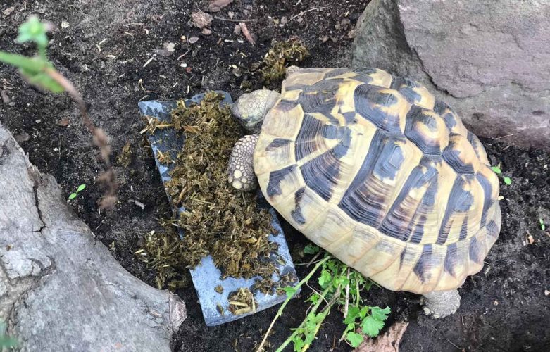 Unverhofft kommt oft - und plötzlich hat man Schildkröten