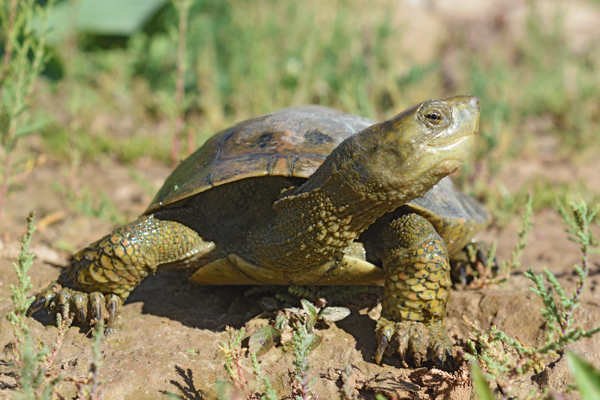 Die Maurische Bachschildkröte Mauremys leprosa
