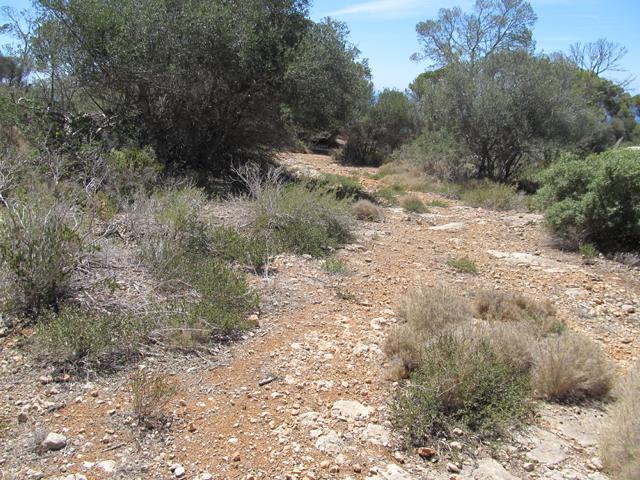 Habitat für griechische Landschildkröten (Testudo hermanni hermanni) auf Mallorca
