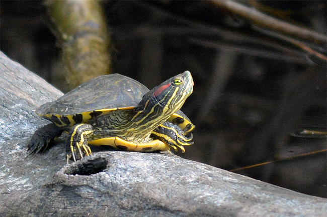 Spanien, ein Paradies für die ungeliebte Rotwangenschmuckschildkröte?