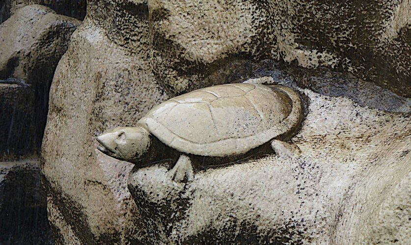 Auf Schildkrötensafari mit Elke Wallrapp (Folge 77)