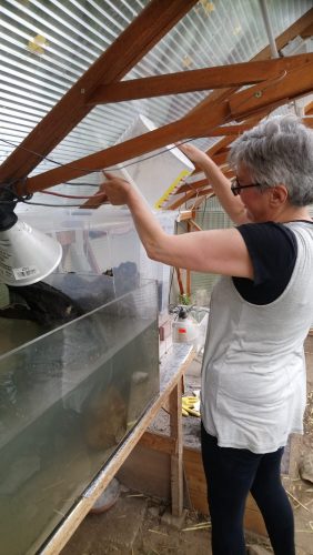 Bau eines Gewächshausaquariums - oder was passiert nach einem Teichbau für ein einzelnes Männchen