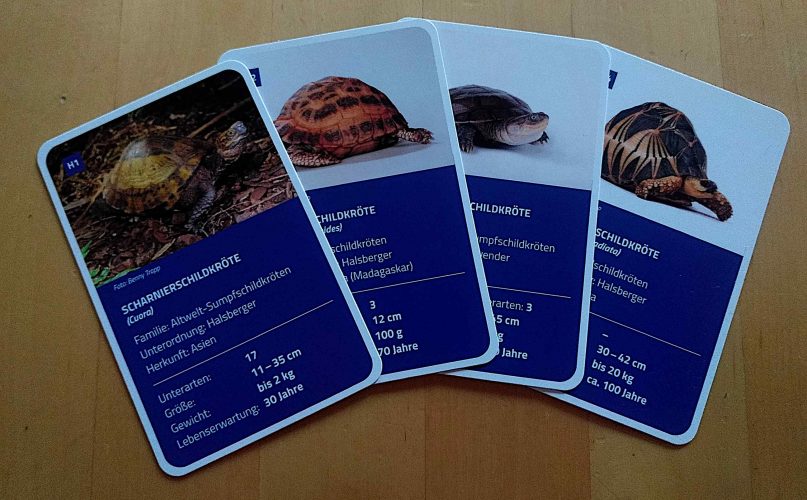 Mit der Strahlenschildkröte die Gelbkopfschildkröte abjagen - Das Schildkrötenquartett