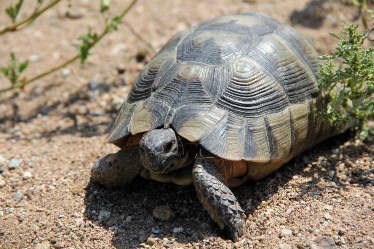 Euböa im Sommer 2017: Viele Steine, wenige Schildkröten (Teil 01)