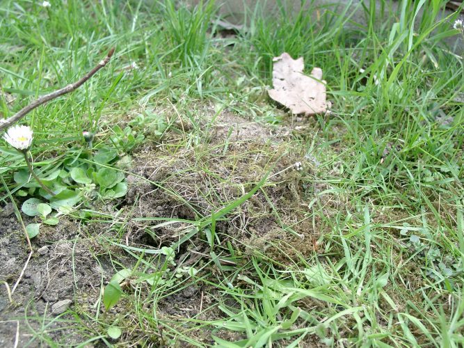 Plötzlich wieder da - eine verschwundene Schildkröte