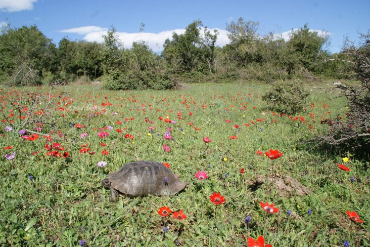 Weidelandschaften – der natürliche Lebensraum der Europäischen Landschildkröten - Teil 01