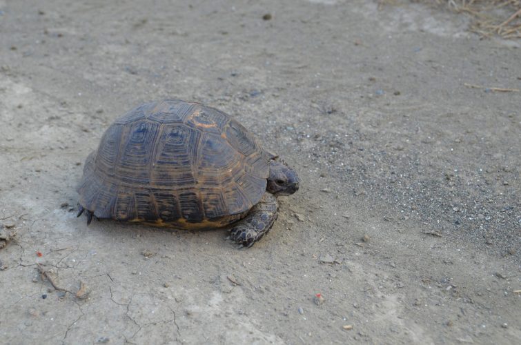 Weidelandschaften – der natürliche Lebensraum der Europäischen Landschildkröten - Teil 03