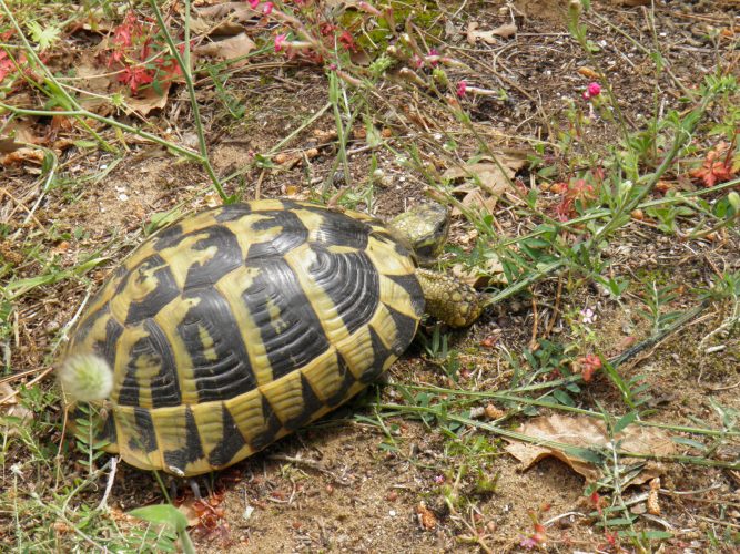 Weidelandschaften – der natürliche Lebensraum der Europäischen Landschildkröten - Teil 02