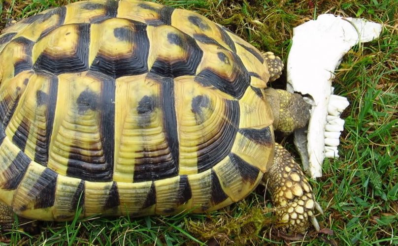 Sepia, Knochen, Ziegenkot - alles, was eine Schildkröte braucht