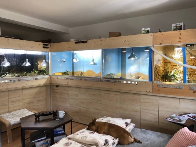 Neubau meiner Terrarienanlage für Testudo kleinmanni (Ägyptische Landschildkröten) Teil 1