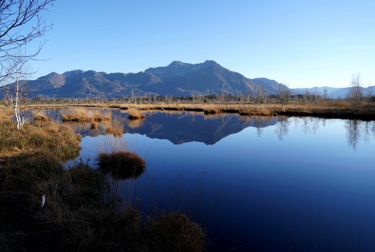 Was haben Europäische Landschildkröten und das Moor gemeinsam?