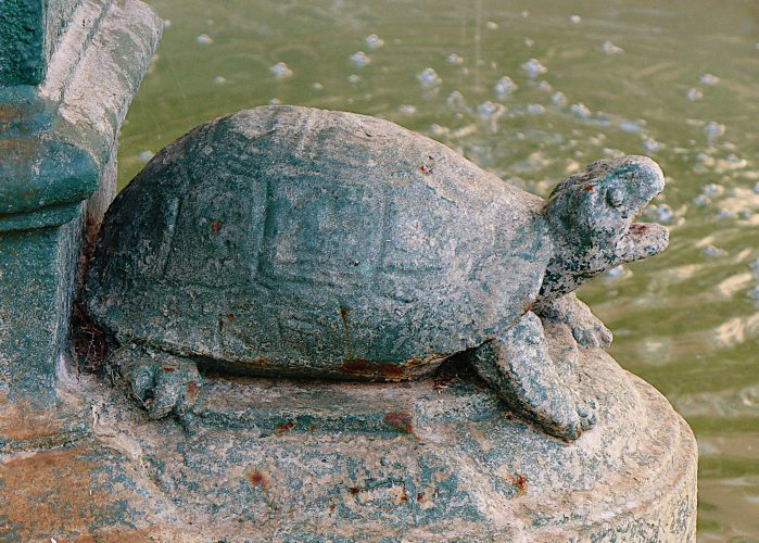 Auf Schildkrötensafari mit Elke Wallrapp (Folge 91)