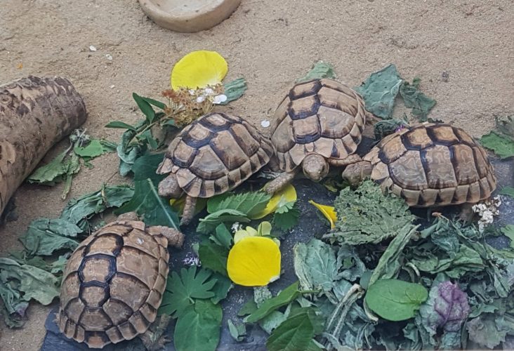 Der Traum von eigenen Schildkröten - ein Wechselbad der Gefühle mit happy end