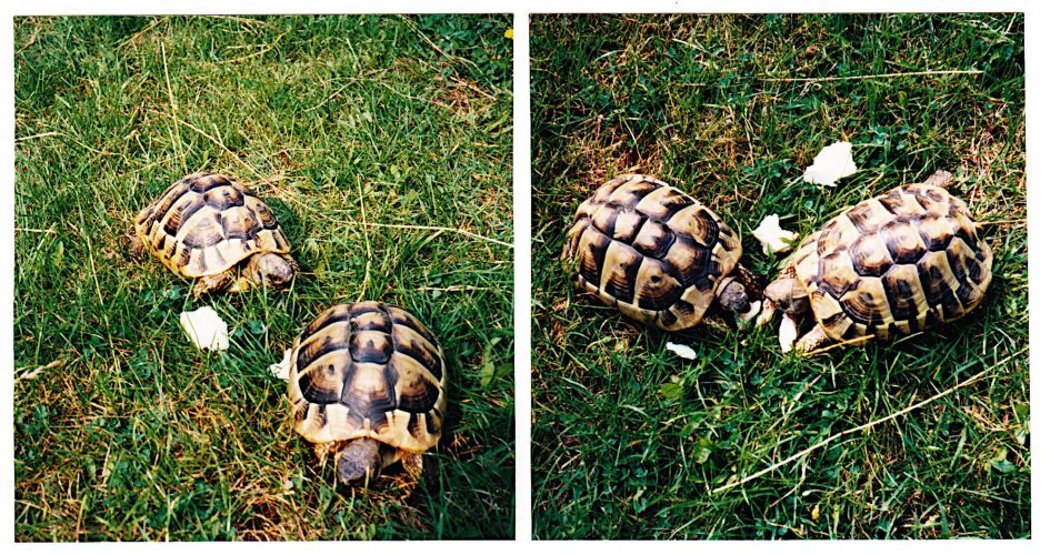 Mein Schildkrötenlebenslauf (und was ich falsch gemacht habe...)